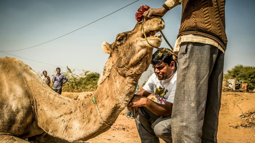 عکس های دلخراش از شرایط دشوار شترهای کارگر در گرم ترین محل کار دنیا