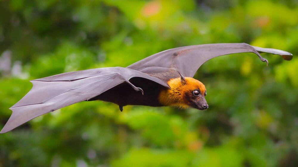 خفاش‌ها چقدر برای انسان‌ها خطرآفرین‌اند؟