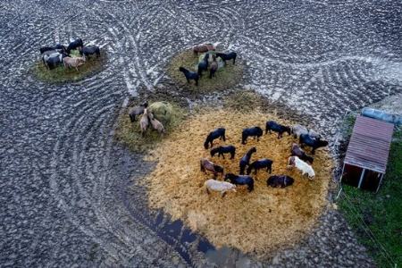عکسهای جالب,عکسهای جذاب,اسب های ایسلندی  