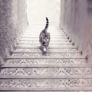 تست شخصیت شناسی؛ آیا گربه از پله ها بالا می رود یا پایین؟