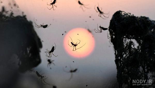 عکس جنگل عنکبوت در استرالیا