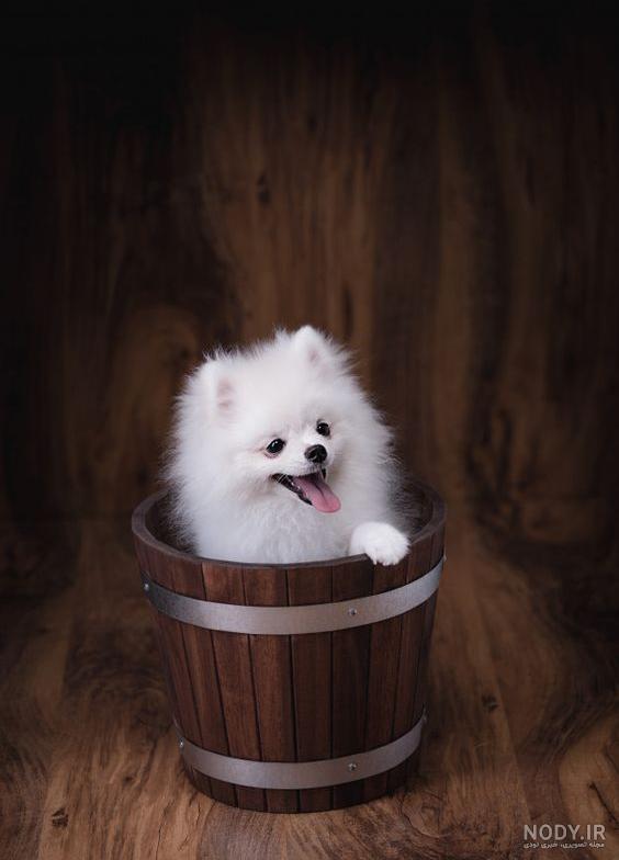 عکس سگ پامرانین؛ عکس‌های بامزه از نژادهای مختلف پامرانین - ستاره