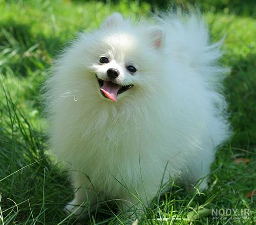 عکس سگ پامرانین؛ عکس‌های بامزه از نژادهای مختلف پامرانین - ستاره