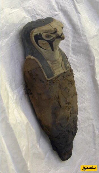 پیام رازآلود و عجیبی که روی مقبره شاهین مصری حک شده است/ شگفتی مصر باستان تمامی ندارد!+عکس