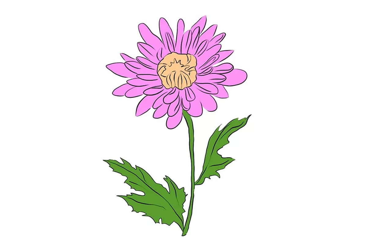 آموزش ساده نقاشی گل داوودی همراه تصویر