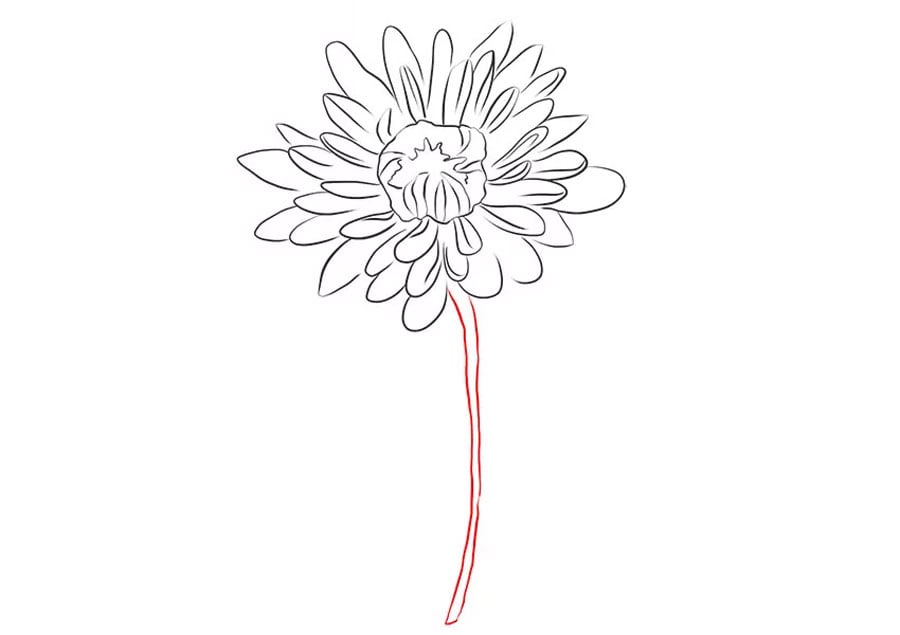 رسم ساقه نقاشی گل داوودی