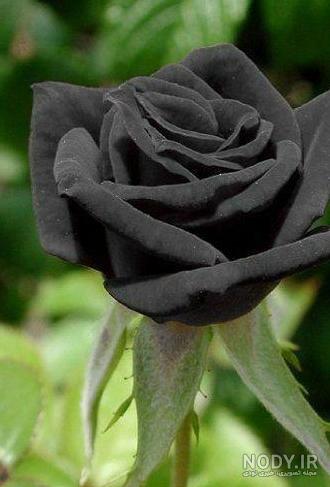 عکس گل برای پروفایل سیاه