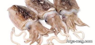 ماهی مرکب در آکواریوم 