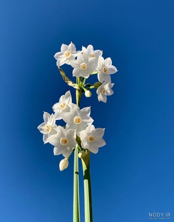 عکس گل نرگس برای صفحه گوشی