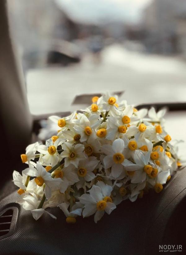 والپیپر و عکس های زیبا از گل نرگس شیراز و شهلا با کیفیت بالا