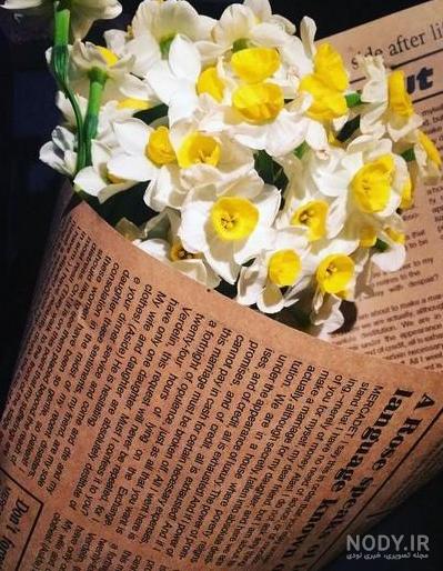 عکس گل نرگس برای صفحه گوشی