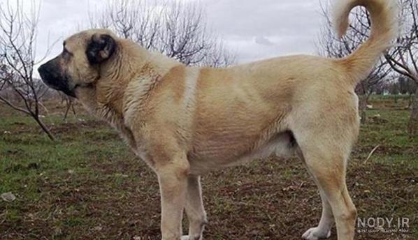 سگ سرابی پادشاه ایرانی/ قوی ترین نژادهای سگ