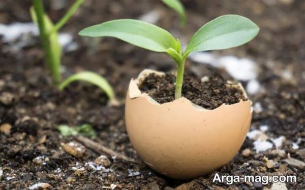 ساخت کود پوست تخم مرغ برای گیاهان