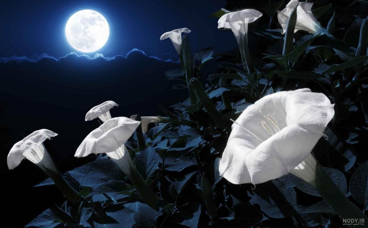 عکس گل رز در شب