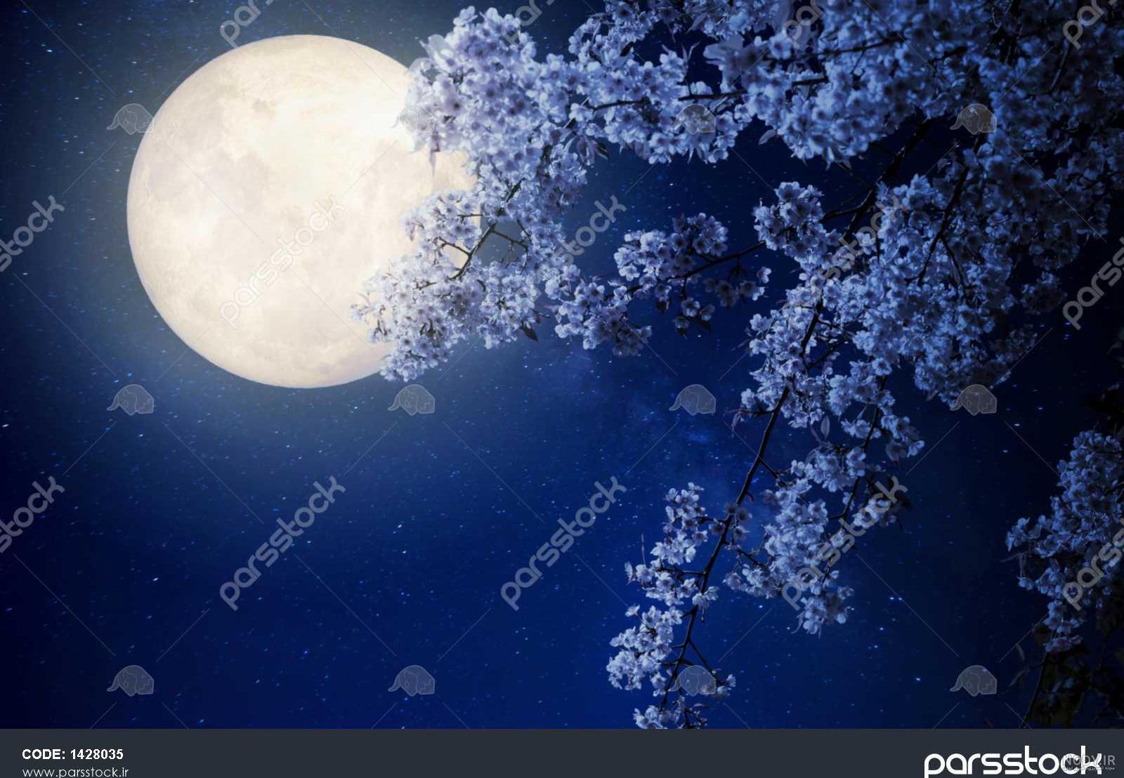 تصویر گل در شب