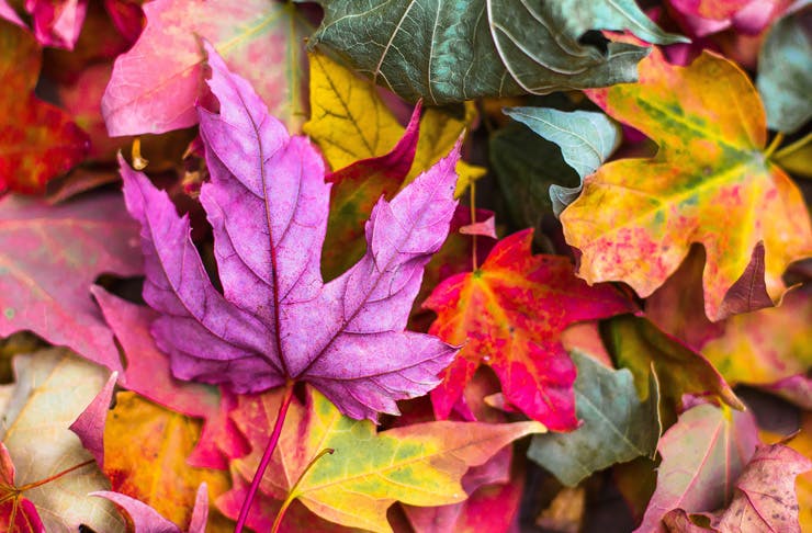 جملات زیبا درباره پاییز؛ ۳۴ جمله و متن زیبا و خواندنی